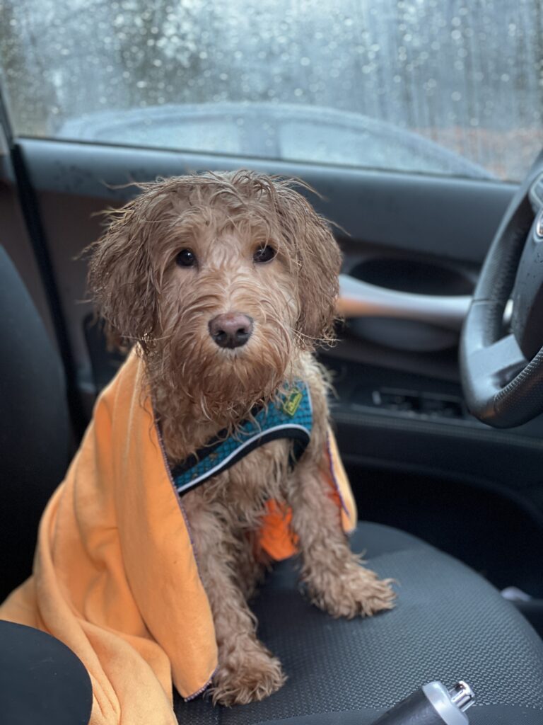 nat geregende Doodle pup zit in auto